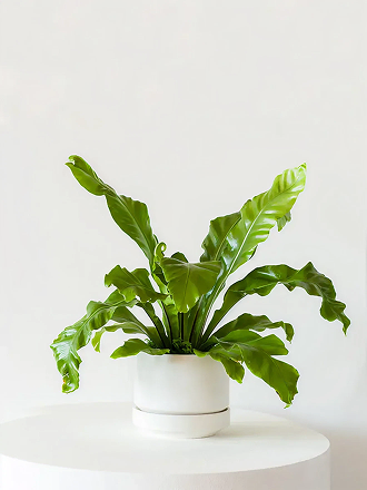 Bird's Nest Fern