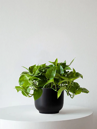 Cascading Pothos