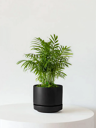 Parlor Palm