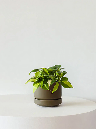 Philodendron Brasil