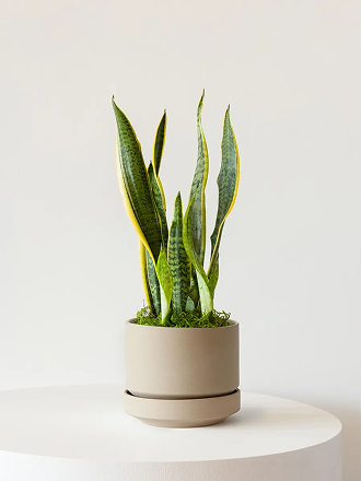 Snake Plant Laurentii